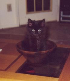 Buddy in a bowl. Awww!