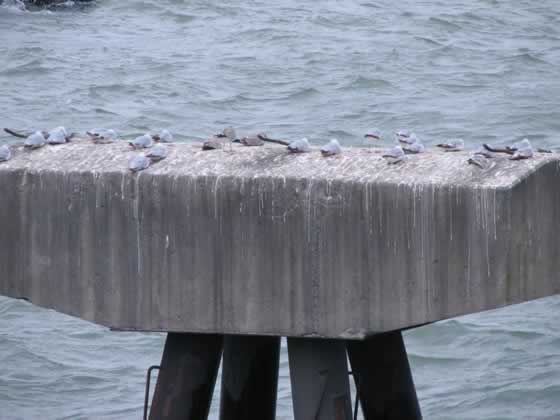 Lake Erie Concrete Thingy With Birds