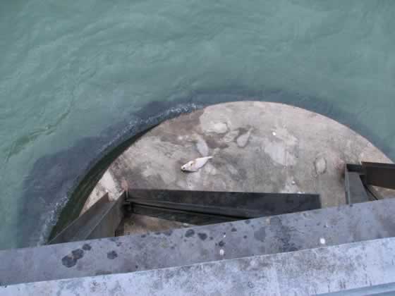 Lake Erie Dead Fish