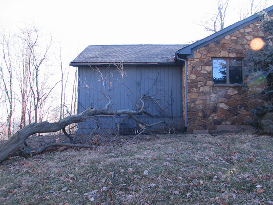 fallen tree