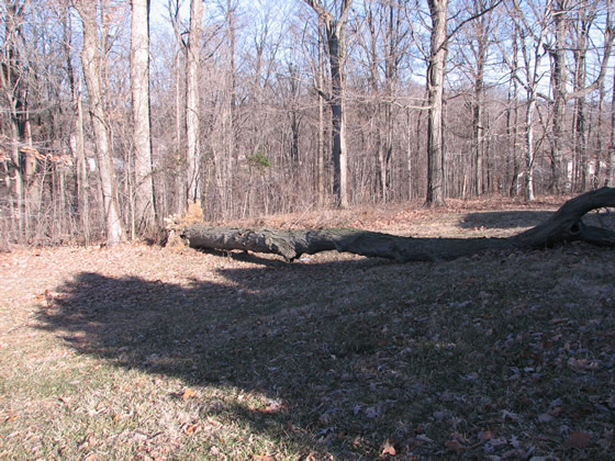 fallen tree