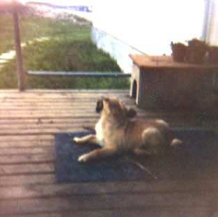 Fido gnawing on a dead rat