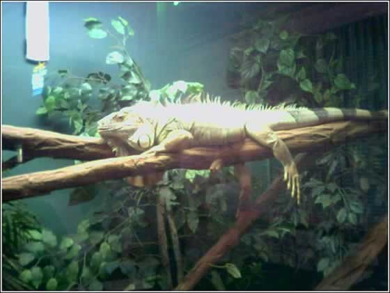 Iguana