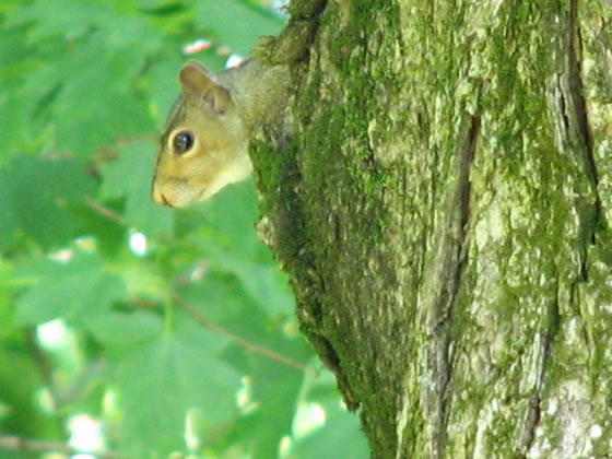 Squirrel peeking
