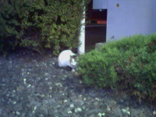 White Castle cat