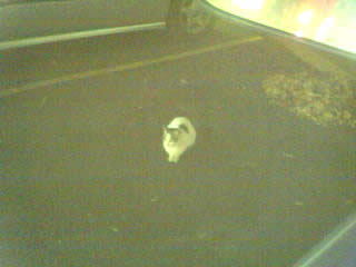 White Castle cat