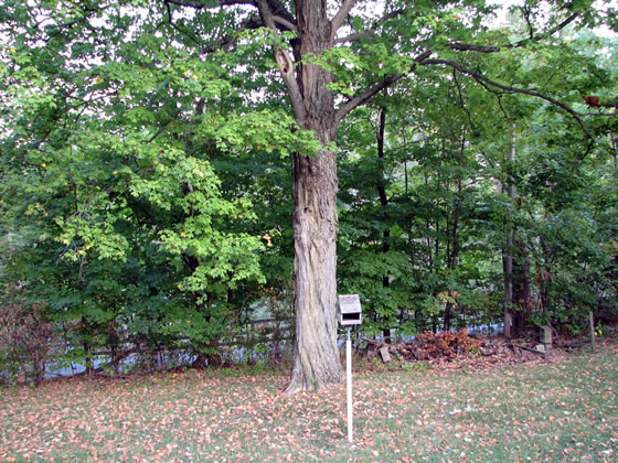 Tree from deck