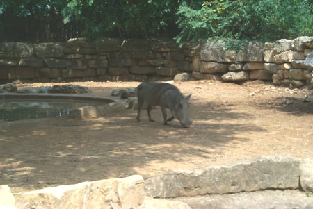 zoo pic